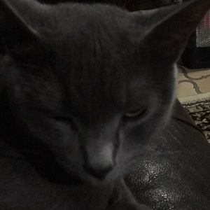 Meet your Posher, Hamzah